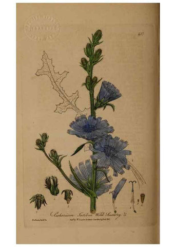 Reproducción/Reproduction 28937941942: British phaenogamous botany,. Oxford,Published by the author, sold by J.H. Parker [etc.]1834-43.