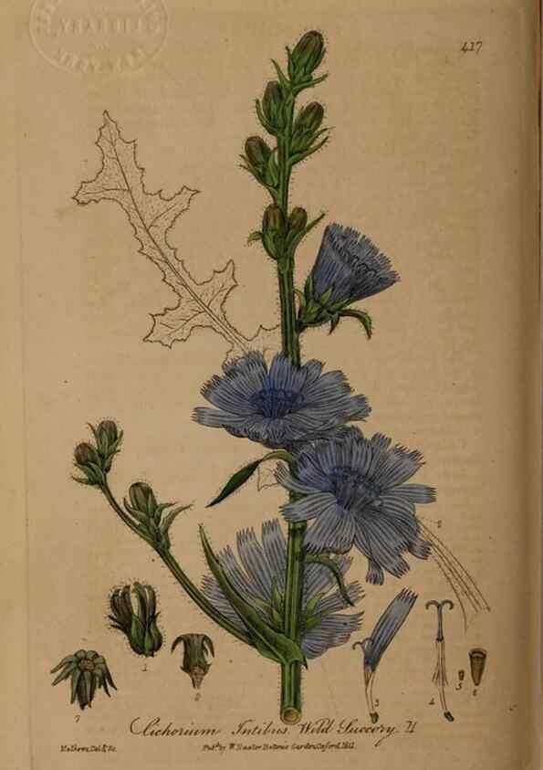 Reproducción/Reproduction 28937941942: British phaenogamous botany,. Oxford,Published by the author, sold by J.H. Parker [etc.]1834-43.
