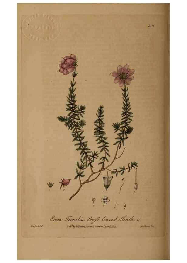 Reproducción/Reproduction 28757165490: British phaenogamous botany,. Oxford,Published by the author, sold by J.H. Parker [etc.]1834-43.