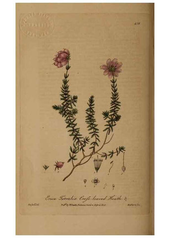 Reproducción/Reproduction 28757165490: British phaenogamous botany,. Oxford,Published by the author, sold by J.H. Parker [etc.]1834-43.