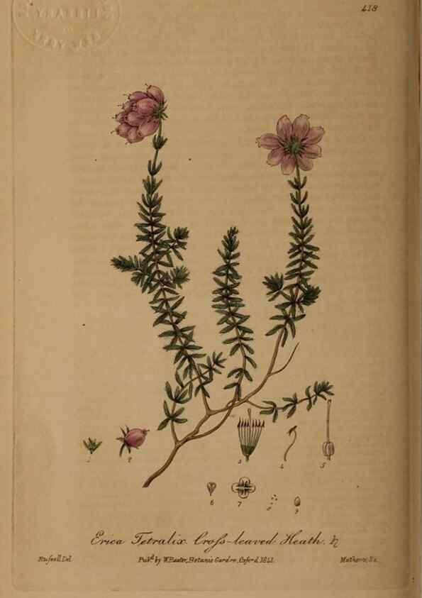 Reproducción/Reproduction 28757165490: British phaenogamous botany,. Oxford,Published by the author, sold by J.H. Parker [etc.]1834-43.