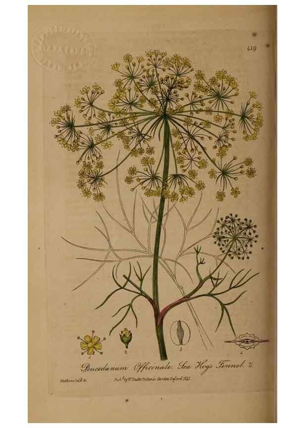 Reproducción/Reproduction 28757168810: British phaenogamous botany,. Oxford,Published by the author, sold by J.H. Parker [etc.]1834-43.
