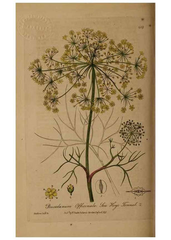 Reproducción/Reproduction 28757168810: British phaenogamous botany,. Oxford,Published by the author, sold by J.H. Parker [etc.]1834-43.