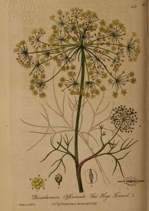 Reproducción/Reproduction 28757168810: British phaenogamous botany,. Oxford,Published by the author, sold by J.H. Parker [etc.]1834-43.