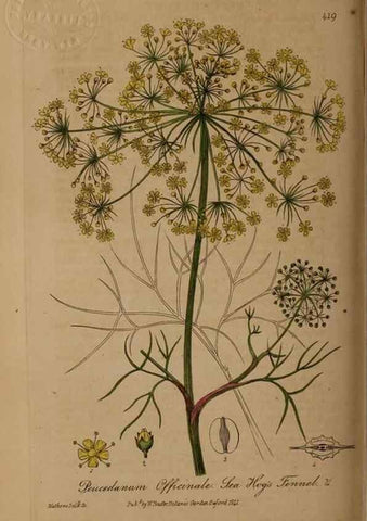 Reproducción/Reproduction 28757168810: British phaenogamous botany,. Oxford,Published by the author, sold by J.H. Parker [etc.]1834-43.