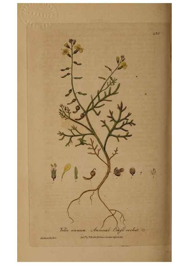 Reproducción/Reproduction 29010423146: British phaenogamous botany,. Oxford,Published by the author, sold by J.H. Parker [etc.]1834-43.