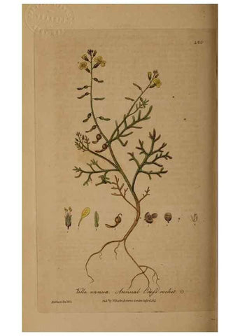 Reproducción/Reproduction 29010423146: British phaenogamous botany,. Oxford,Published by the author, sold by J.H. Parker [etc.]1834-43.