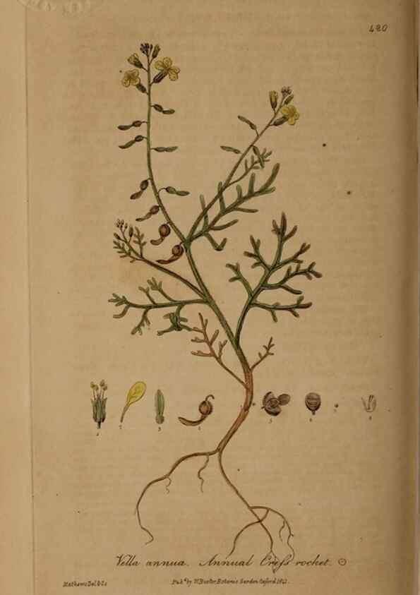 Reproducción/Reproduction 29010423146: British phaenogamous botany,. Oxford,Published by the author, sold by J.H. Parker [etc.]1834-43.
