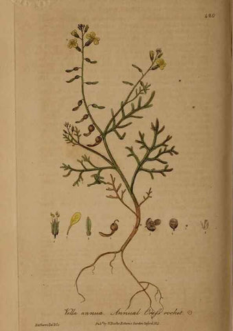 Reproducción/Reproduction 29010423146: British phaenogamous botany,. Oxford,Published by the author, sold by J.H. Parker [etc.]1834-43.
