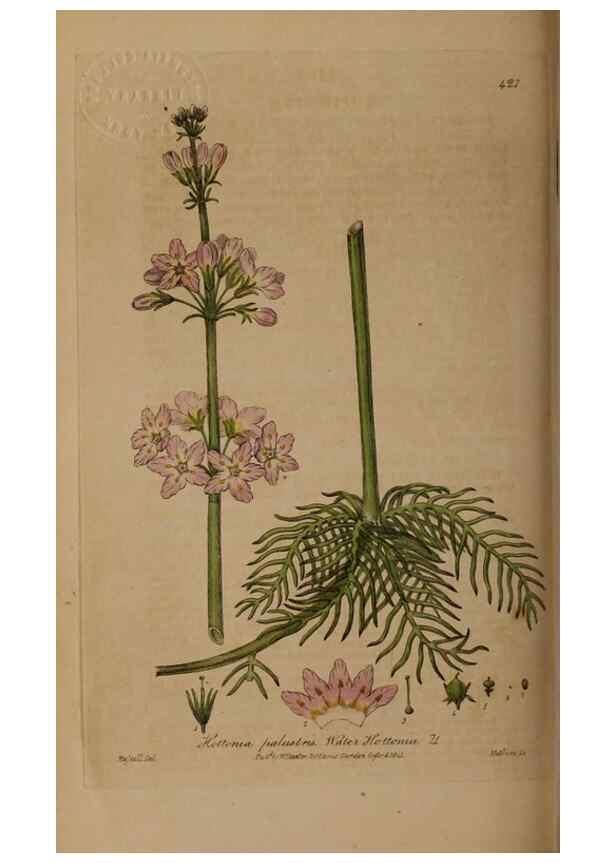 Reproducción/Reproduction 28937947052: British phaenogamous botany,. Oxford,Published by the author, sold by J.H. Parker [etc.]1834-43.
