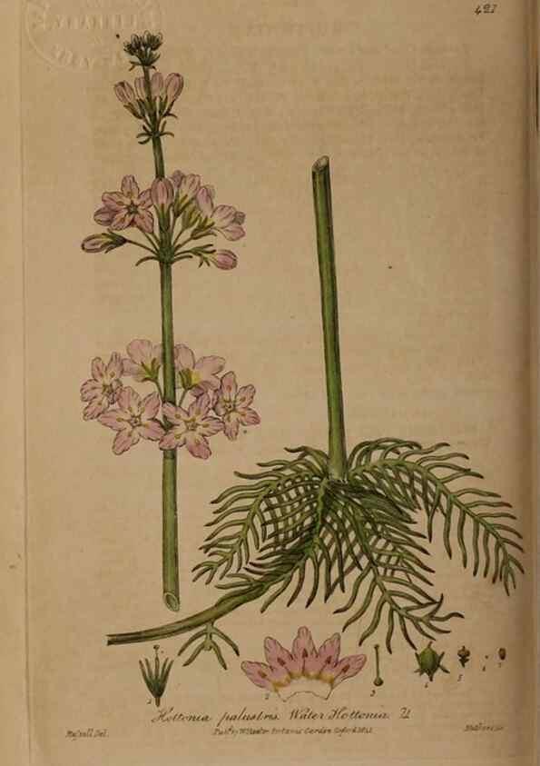 Reproducción/Reproduction 28937947052: British phaenogamous botany,. Oxford,Published by the author, sold by J.H. Parker [etc.]1834-43.