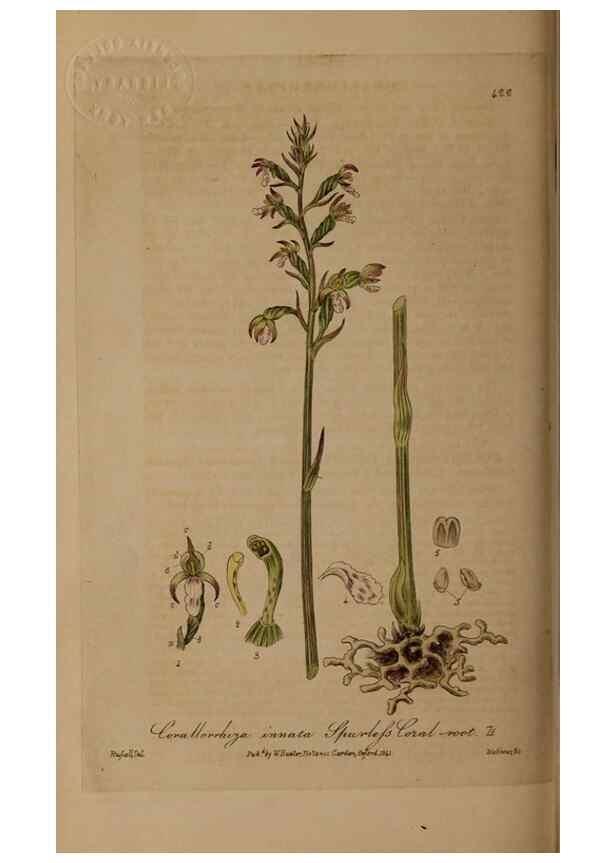 Reproducción/Reproduction 28425780373: British phaenogamous botany,. Oxford,Published by the author, sold by J.H. Parker [etc.]1834-43.
