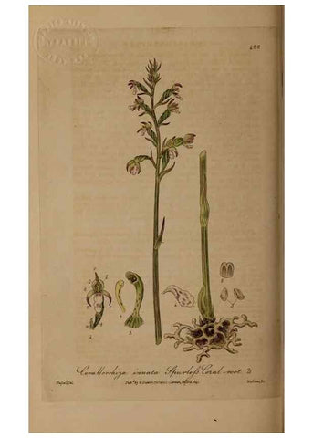 Reproducción/Reproduction 28425780373: British phaenogamous botany,. Oxford,Published by the author, sold by J.H. Parker [etc.]1834-43.