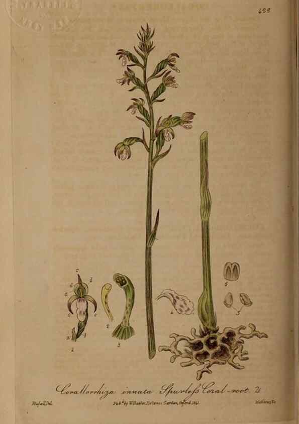 Reproducción/Reproduction 28425780373: British phaenogamous botany,. Oxford,Published by the author, sold by J.H. Parker [etc.]1834-43.