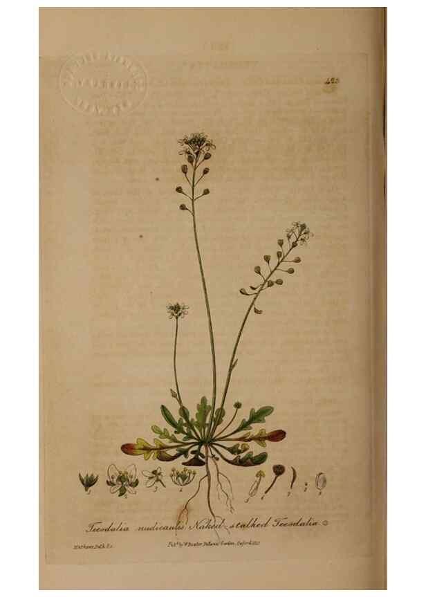 Reproducción/Reproduction 28937950752: British phaenogamous botany,. Oxford,Published by the author, sold by J.H. Parker [etc.]1834-43.