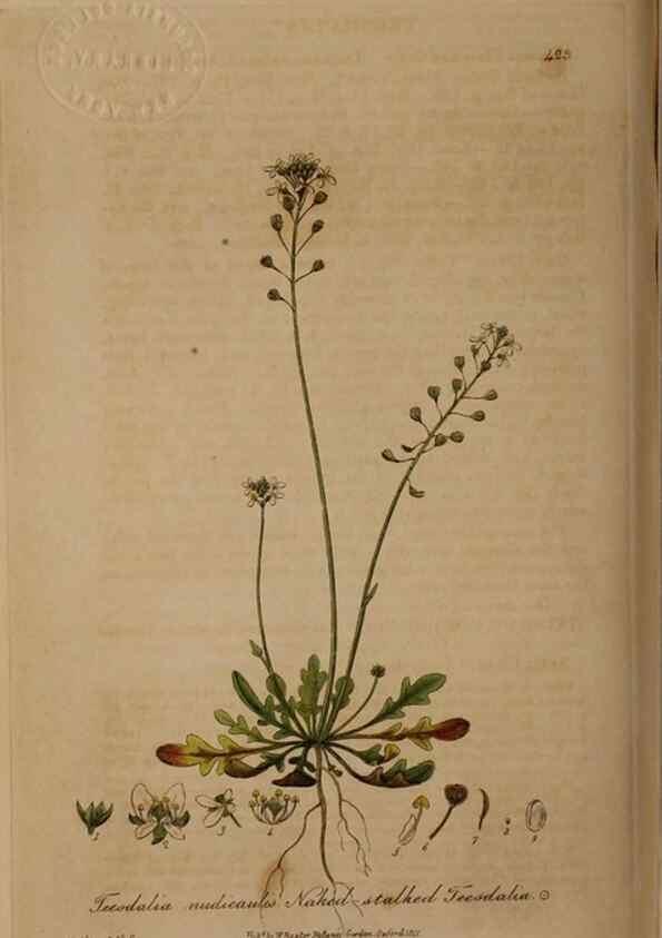 Reproducción/Reproduction 28937950752: British phaenogamous botany,. Oxford,Published by the author, sold by J.H. Parker [etc.]1834-43.