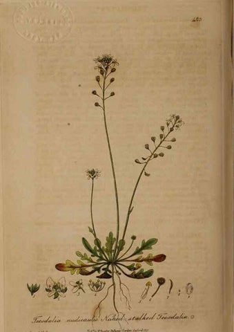 Reproducción/Reproduction 28937950752: British phaenogamous botany,. Oxford,Published by the author, sold by J.H. Parker [etc.]1834-43.