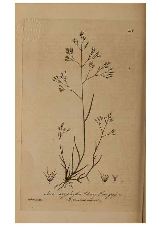 Reproducción/Reproduction 28967386411: British phaenogamous botany,. Oxford,Published by the author, sold by J.H. Parker [etc.]1834-43.
