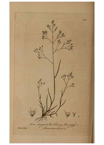 Reproducción/Reproduction 28967386411: British phaenogamous botany,. Oxford,Published by the author, sold by J.H. Parker [etc.]1834-43.