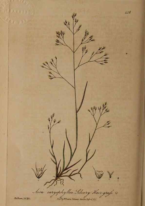 Reproducción/Reproduction 28967386411: British phaenogamous botany,. Oxford,Published by the author, sold by J.H. Parker [etc.]1834-43.