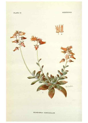 Reproducción/Reproduction 28472323453: Addisonia :. New York :New York Botanical Garden,1916-[1964].
