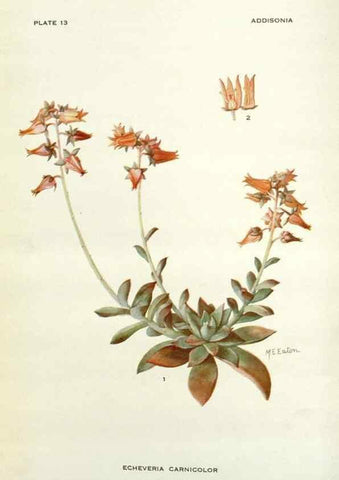 Reproducción/Reproduction 28472323453: Addisonia :. New York :New York Botanical Garden,1916-[1964].