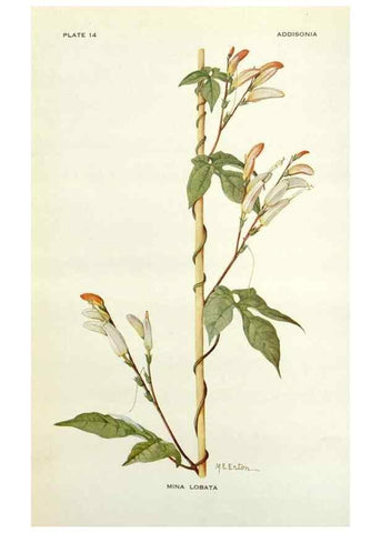Reproducción/Reproduction 29013699621: Addisonia :. New York :New York Botanical Garden,1916-[1964].