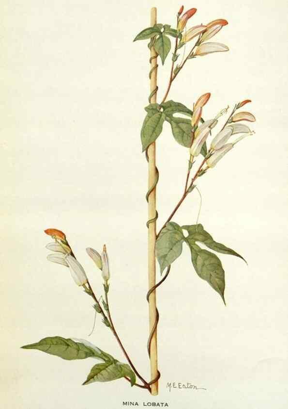 Reproducción/Reproduction 29013699621: Addisonia :. New York :New York Botanical Garden,1916-[1964].