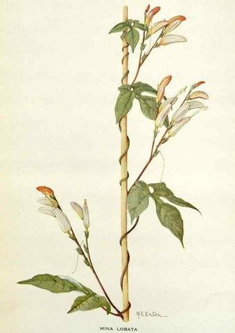 Reproducción/Reproduction 29013699621: Addisonia :. New York :New York Botanical Garden,1916-[1964].