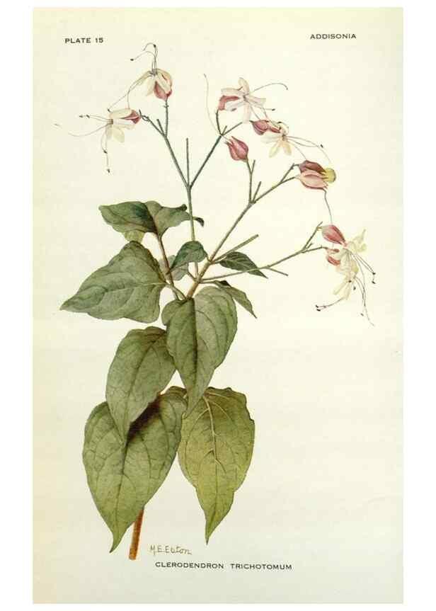 Reproducción/Reproduction 29013708231: Addisonia :. New York :New York Botanical Garden,1916-[1964].