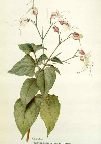 Reproducción/Reproduction 29013708231: Addisonia :. New York :New York Botanical Garden,1916-[1964].