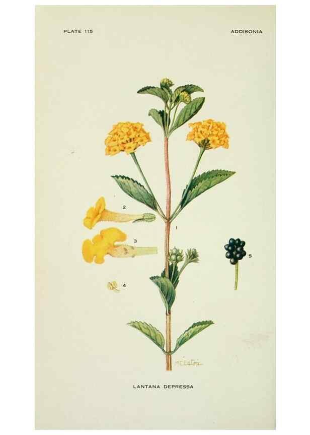 Reproducción/Reproduction 28895429600: Addisonia :. New York :New York Botanical Garden,1916-[1964].