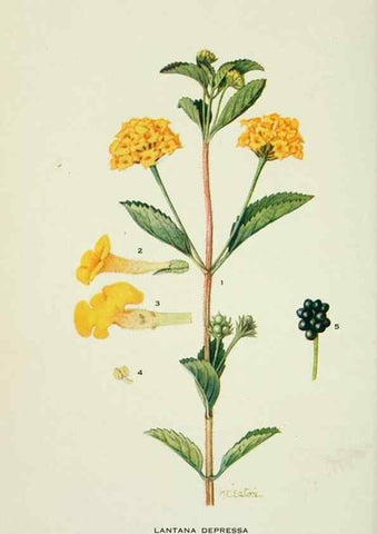 Reproducción/Reproduction 28895429600: Addisonia :. New York :New York Botanical Garden,1916-[1964].