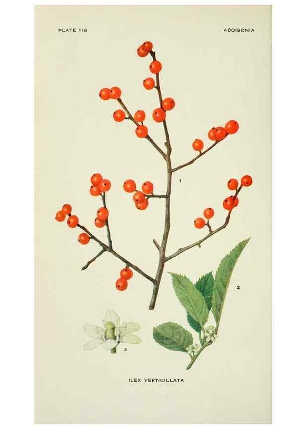 Reproducción/Reproduction 28895432440: Addisonia :. New York :New York Botanical Garden,1916-[1964].