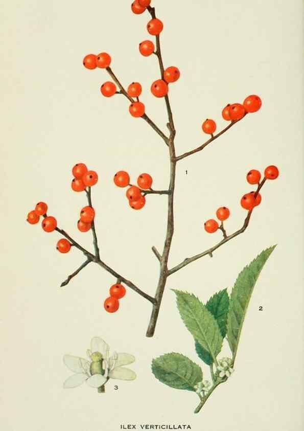 Reproducción/Reproduction 28895432440: Addisonia :. New York :New York Botanical Garden,1916-[1964].