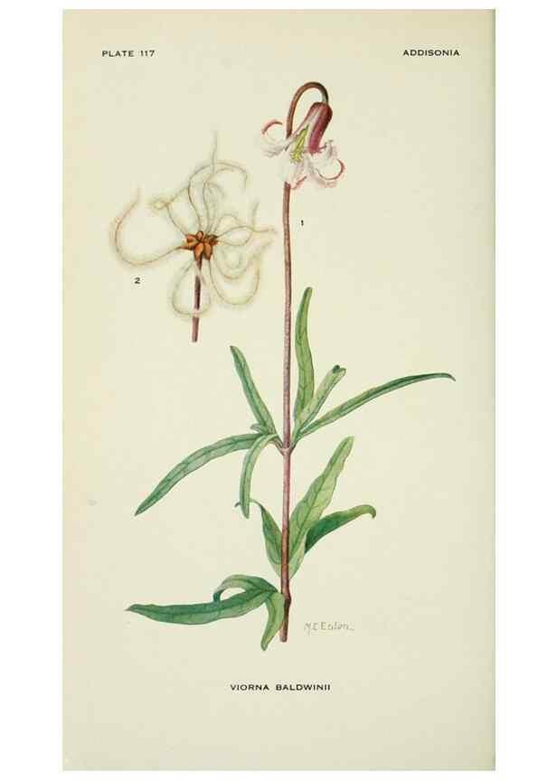 Reproducción/Reproduction 28895434600: Addisonia :. New York :New York Botanical Garden,1916-[1964].