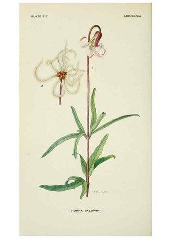 Reproducción/Reproduction 28895434600: Addisonia :. New York :New York Botanical Garden,1916-[1964].