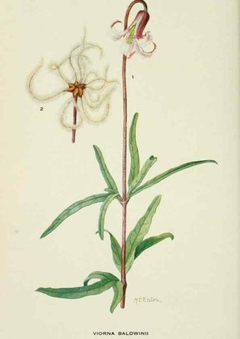 Reproducción/Reproduction 28895434600: Addisonia :. New York :New York Botanical Garden,1916-[1964].