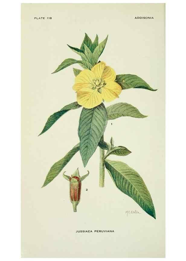 Reproducción/Reproduction 28561142384: Addisonia :. New York :New York Botanical Garden,1916-[1964].