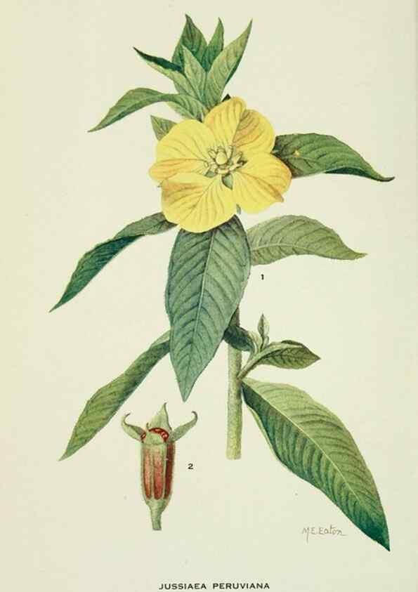 Reproducción/Reproduction 28561142384: Addisonia :. New York :New York Botanical Garden,1916-[1964].