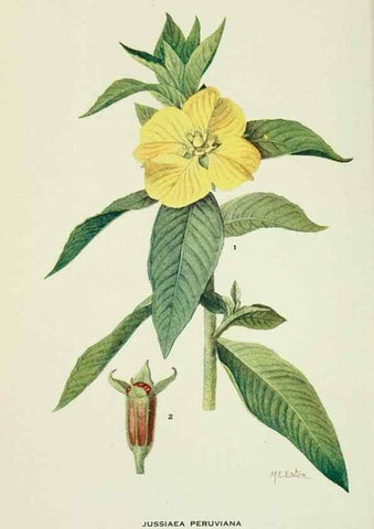 Reproducción/Reproduction 28561142384: Addisonia :. New York :New York Botanical Garden,1916-[1964].