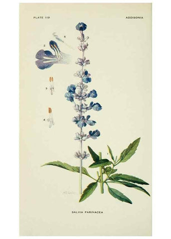 Reproducción/Reproduction 29104855111: Addisonia :. New York :New York Botanical Garden,1916-[1964].
