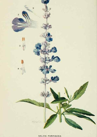 Reproducción/Reproduction 29104855111: Addisonia :. New York :New York Botanical Garden,1916-[1964].