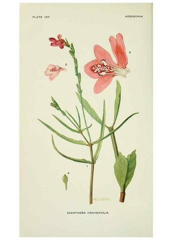Reproducción/Reproduction 29104859231: Addisonia :. New York :New York Botanical Garden,1916-[1964].