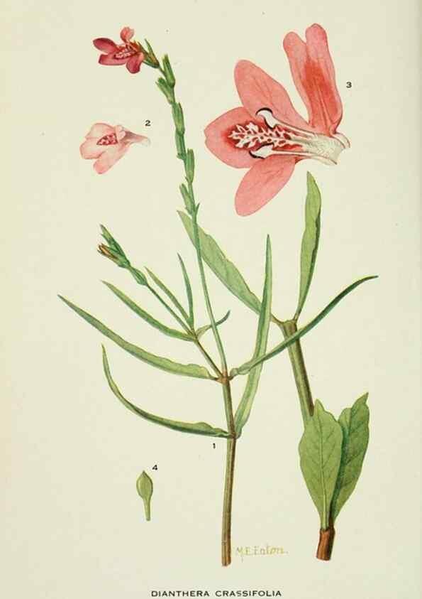 Reproducción/Reproduction 29104859231: Addisonia :. New York :New York Botanical Garden,1916-[1964].