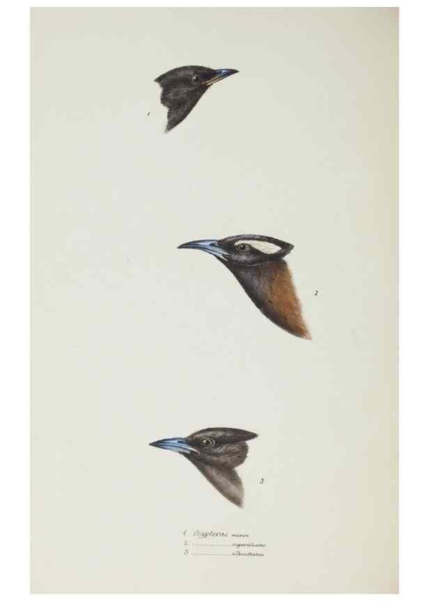 Reproducción/Reproduction 29019701310: A synopsis of the birds of Australia, and the adjacent Islands /. London :John Gould,1837.