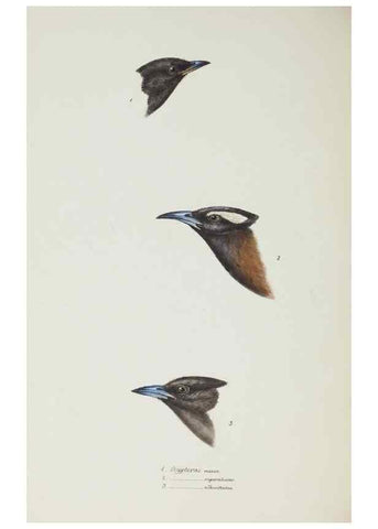 Reproducción/Reproduction 29019701310: A synopsis of the birds of Australia, and the adjacent Islands /. London :John Gould,1837.