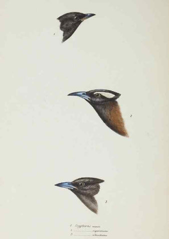 Reproducción/Reproduction 29019701310: A synopsis of the birds of Australia, and the adjacent Islands /. London :John Gould,1837.