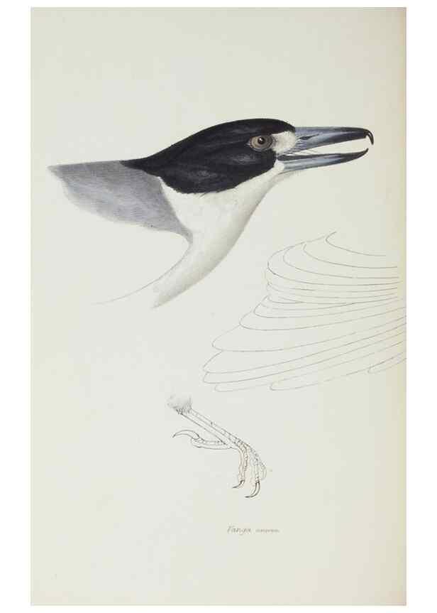 Reproducción/Reproduction 29019704990: A synopsis of the birds of Australia, and the adjacent Islands /. London :John Gould,1837.