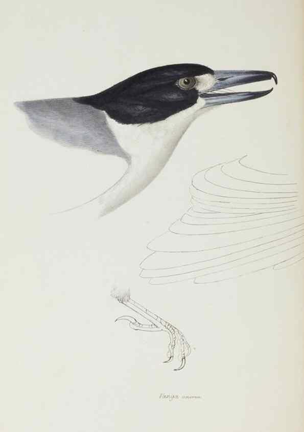 Reproducción/Reproduction 29019704990: A synopsis of the birds of Australia, and the adjacent Islands /. London :John Gould,1837.